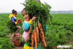 秋季种植葫萝卜，该如何管理才能优质高产