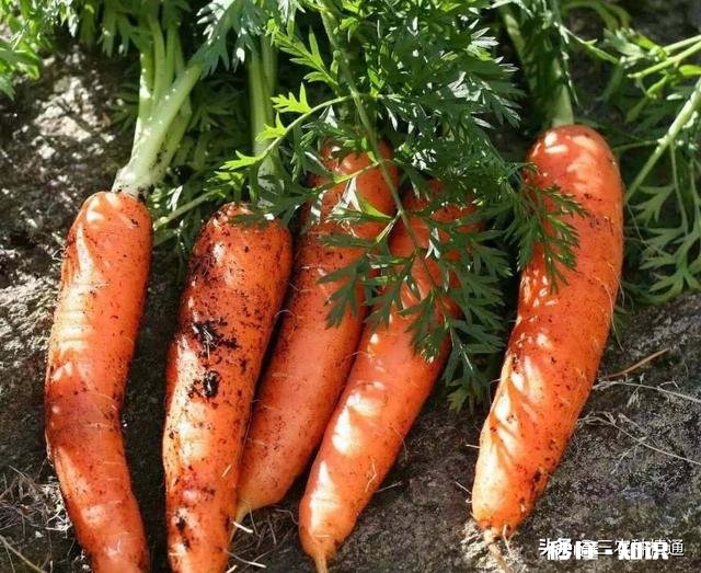 秋季种植葫萝卜，该如何管理才能优质高产