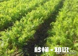 秋季种植葫萝卜，该如何管理才能优质高产