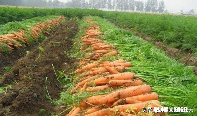 秋季种植葫萝卜，该如何管理才能优质高产