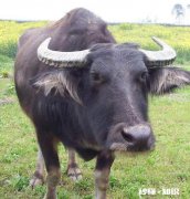 农家大酱能喂牛吗