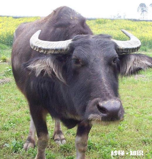 农家大酱能喂牛吗