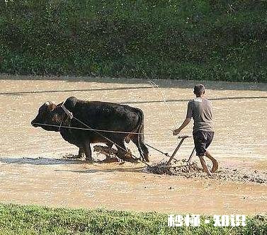 农家大酱能喂牛吗