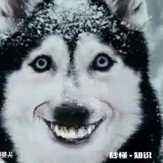 现在不准贩卖、捕杀野生动物，若野生动物袭击人类，应怎样处理呢