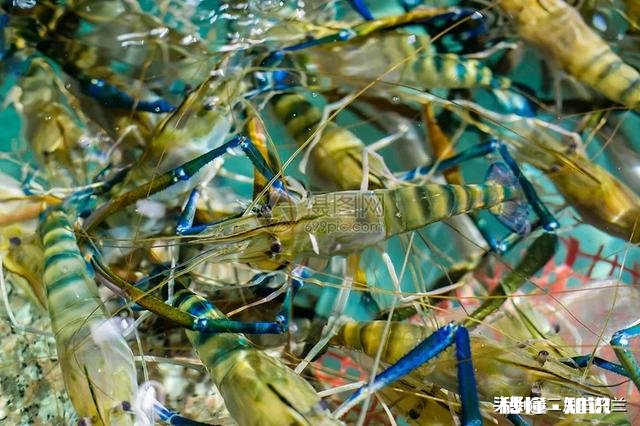 有人像我一样只吃过海带没有吃过其它海鲜吗