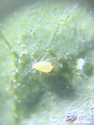 豆角上的虫用什么方法治洗衣粉杀蚜虫配方有哪些