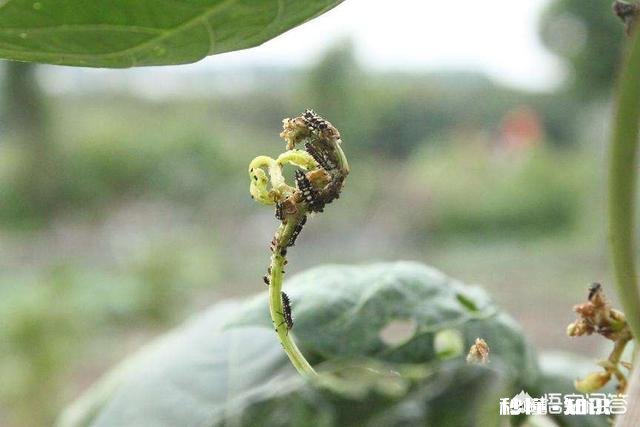 豆角上的虫用什么方法治洗衣粉杀蚜虫配方有哪些