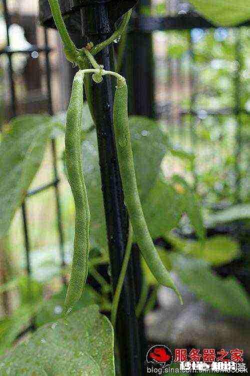 豆角上的虫用什么方法治洗衣粉杀蚜虫配方有哪些