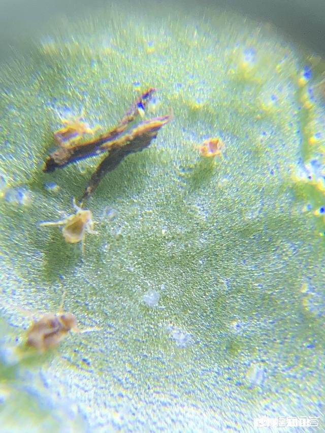 豆角上的虫用什么方法治洗衣粉杀蚜虫配方有哪些