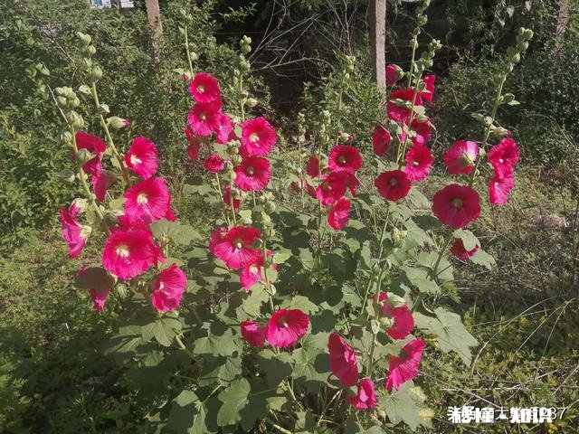 在农村有个不会做饭不收拾卫生只想整天打麻将的婆婆心里什么感受