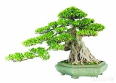 榕树盆景部分枝条干枯、掉叶子是怎么回事