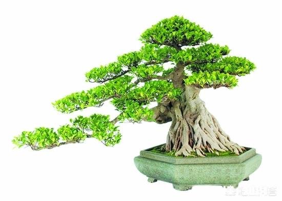 榕树盆景部分枝条干枯、掉叶子是怎么回事