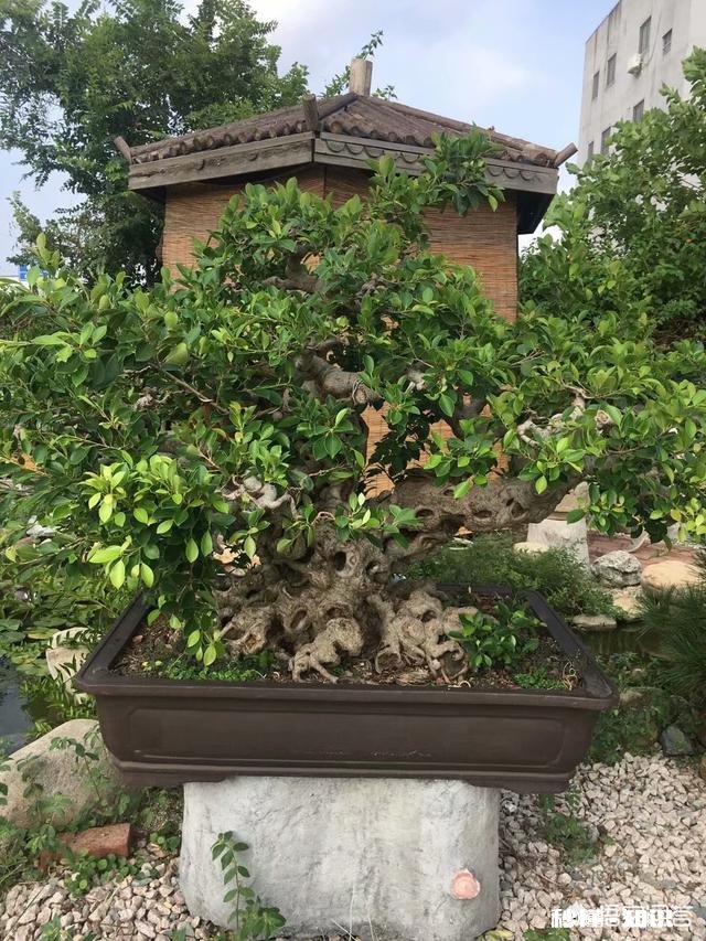 榕树盆景部分枝条干枯、掉叶子是怎么回事