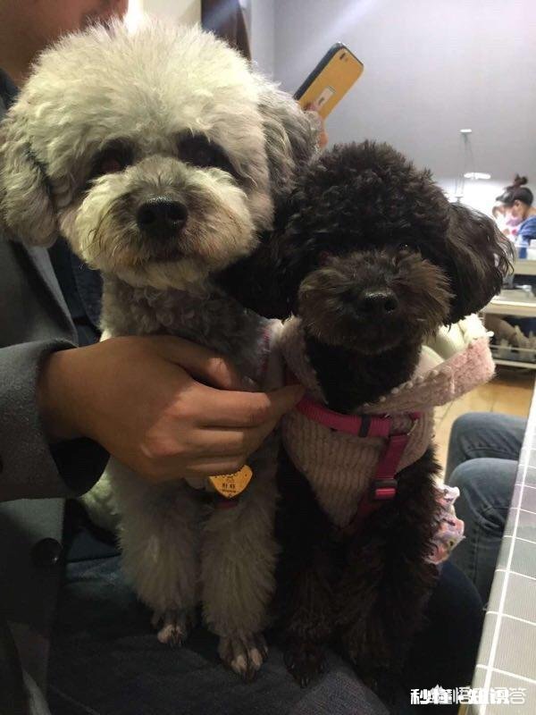 有人说张爱玲最动听的情话仅13个字,却教会了我们如何去爱一个人,你怎么看