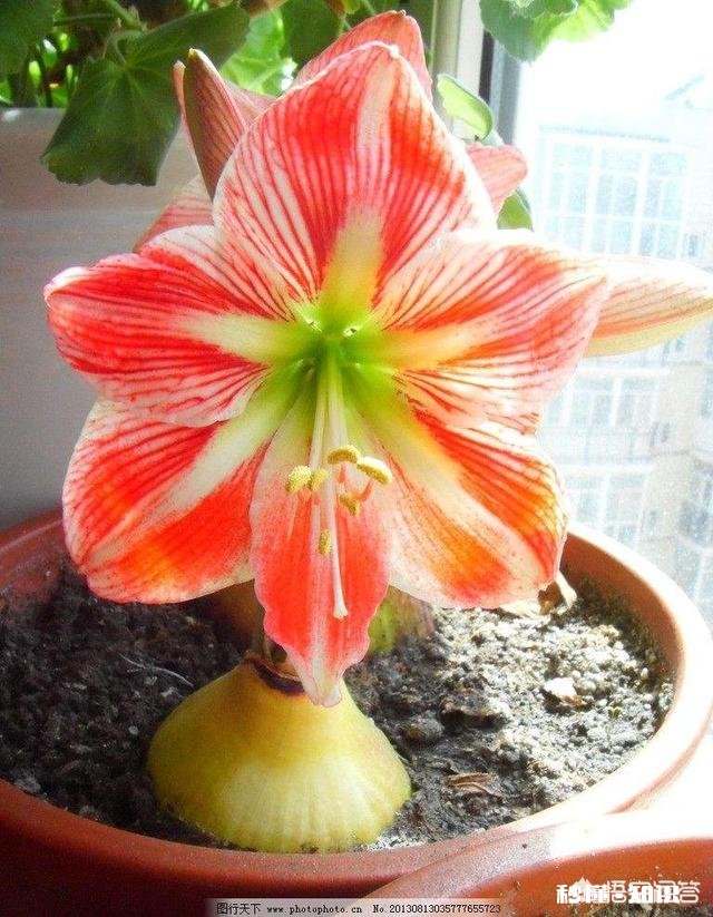 朱顶红怎样养好