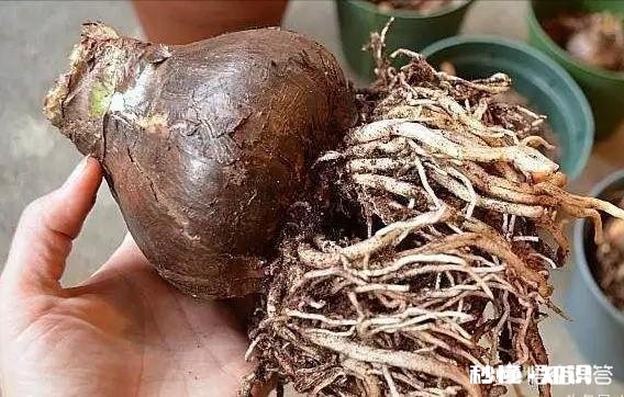 朱顶红怎样养好