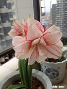 朱顶红怎样养好