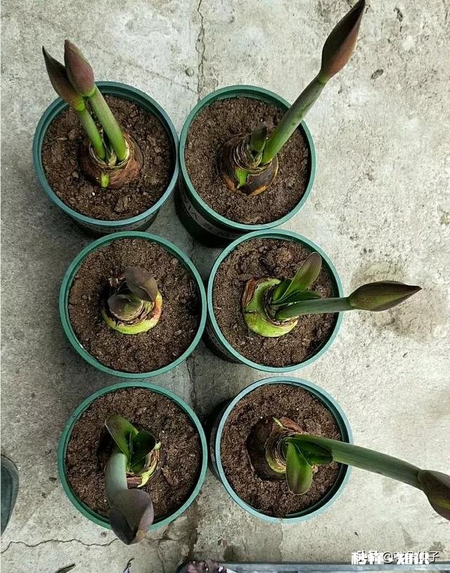 朱顶红怎样养好