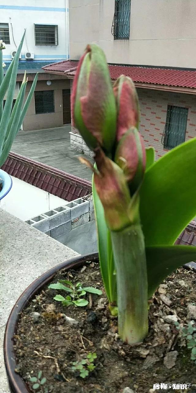 朱顶红怎样养好