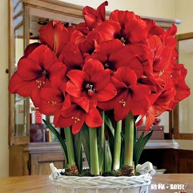 朱顶红怎样养好