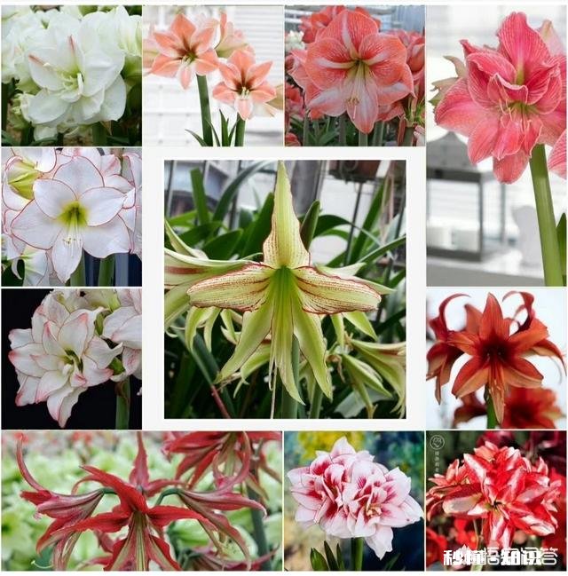 朱顶红怎样养好