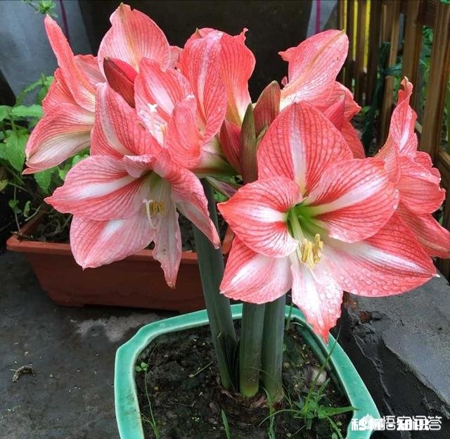 朱顶红怎样养好