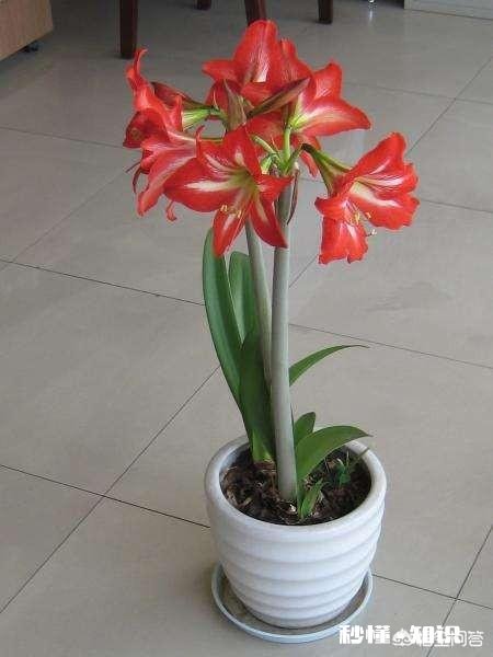 朱顶红怎样养好