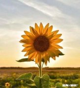 公务员转行当老师可行吗