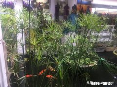 请学过英语的人回答：最终学会英语的人有多大比例?为什么