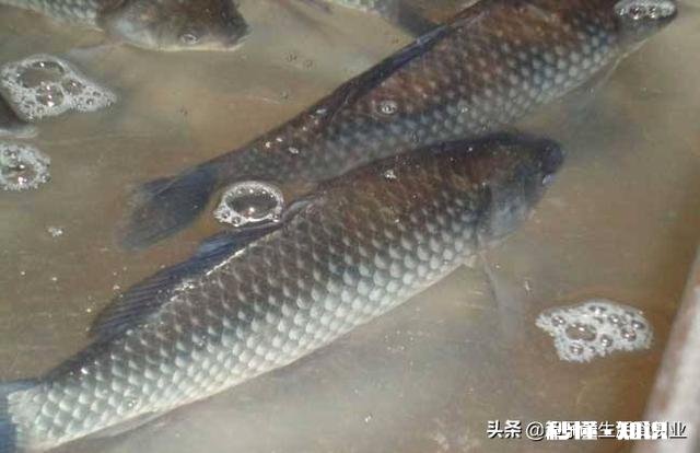 鲫鱼喜欢吃什么食物