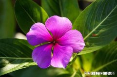 牛奶水浇地对植物好吗