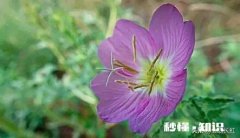 和朋友吵架了，对方不想说话，连敷衍都不想敷衍怎么办