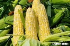 钓鱼为什么要用甜玉米，普通玉米不行吗