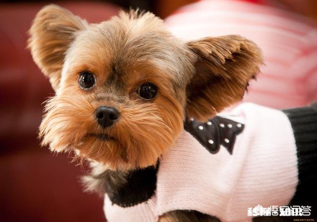 快速提高小学英语口语和成绩，有好办法吗