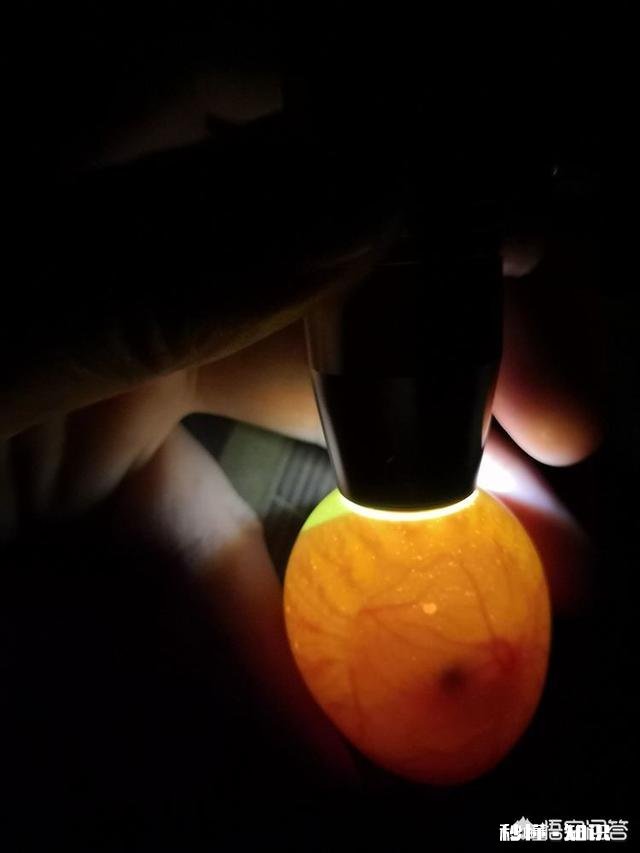 怎样才知道鸡蛋里有鸡种