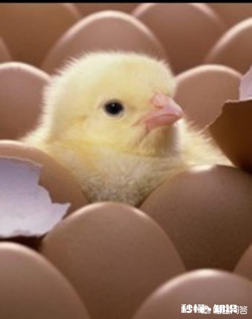 怎样才知道鸡蛋里有鸡种