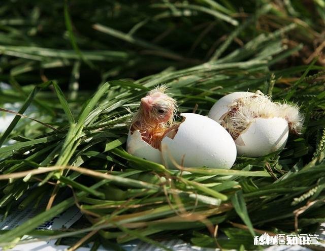 怎样才知道鸡蛋里有鸡种