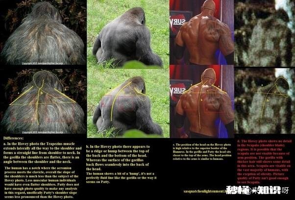 为什么大猩猩是素食主义者但肌肉还那么发达