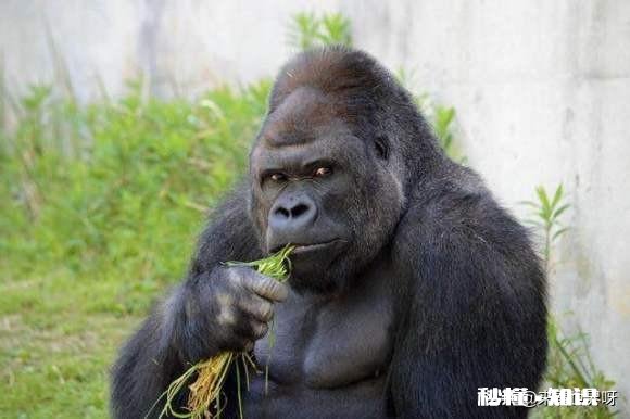 为什么大猩猩是素食主义者但肌肉还那么发达