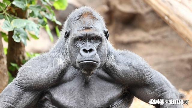 为什么大猩猩是素食主义者但肌肉还那么发达