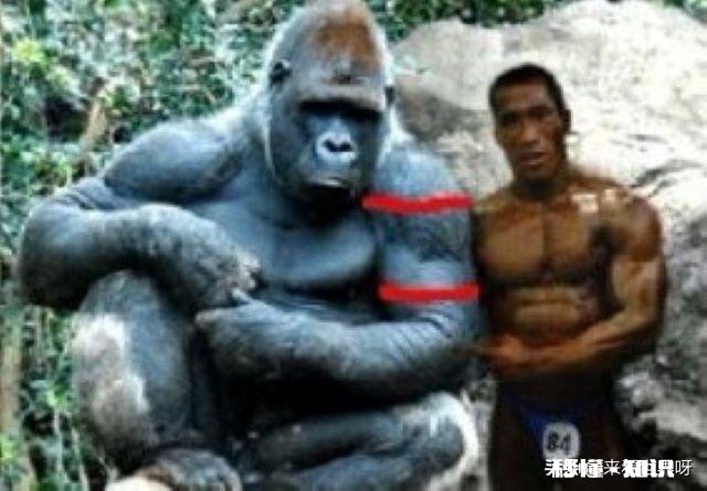 为什么大猩猩是素食主义者但肌肉还那么发达
