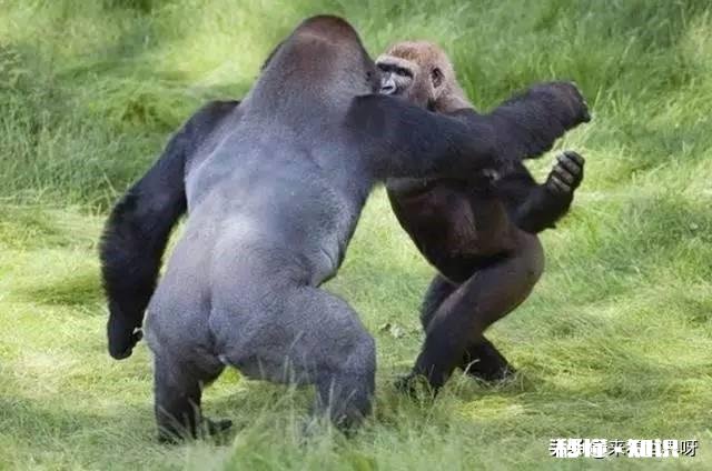 为什么大猩猩是素食主义者但肌肉还那么发达