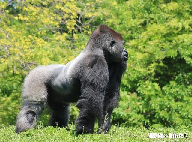 为什么大猩猩是素食主义者但肌肉还那么发达
