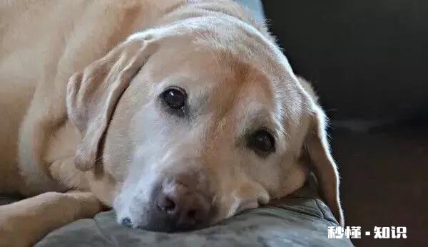 如果你的宠物马上要去世了，你觉得它们会对你表达些什么