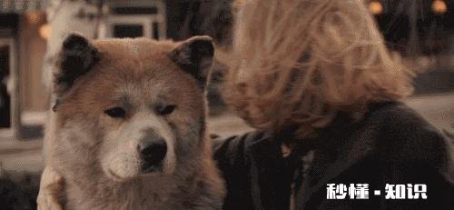 如果你的宠物马上要去世了，你觉得它们会对你表达些什么