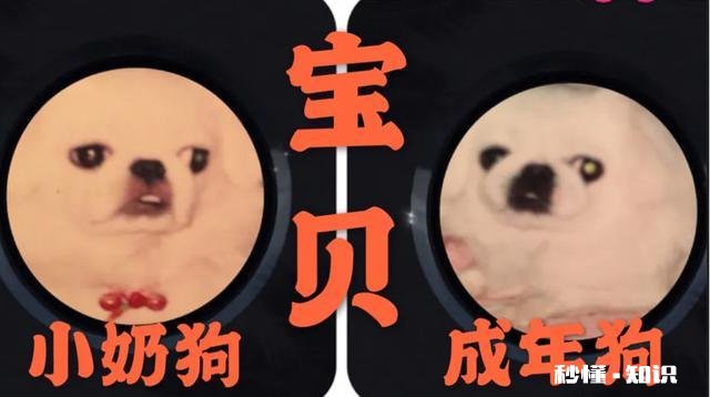 如果你的宠物马上要去世了，你觉得它们会对你表达些什么