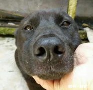 如果你的宠物马上要去世了，你觉得它们会对你表达些什么