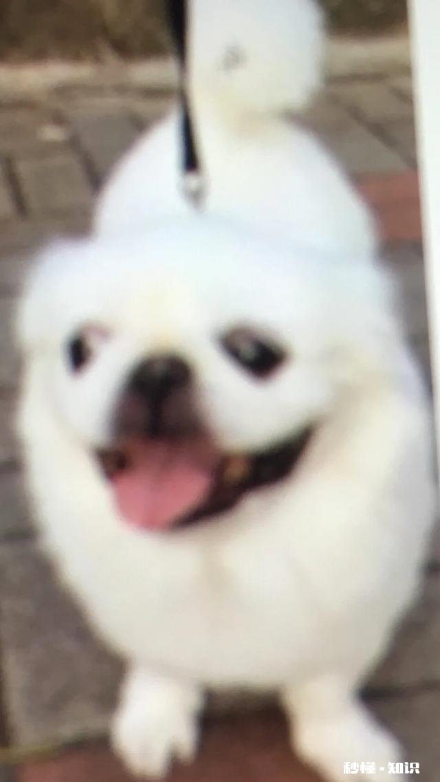 如果你的宠物马上要去世了，你觉得它们会对你表达些什么