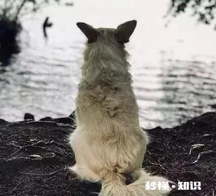 如果你的宠物马上要去世了，你觉得它们会对你表达些什么