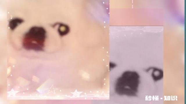 如果你的宠物马上要去世了，你觉得它们会对你表达些什么